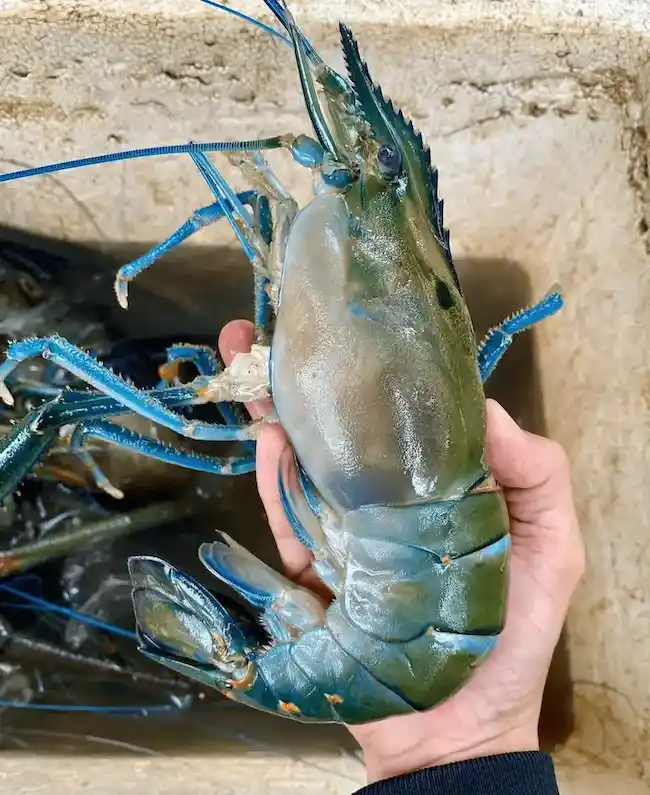 Seafood Express Exports