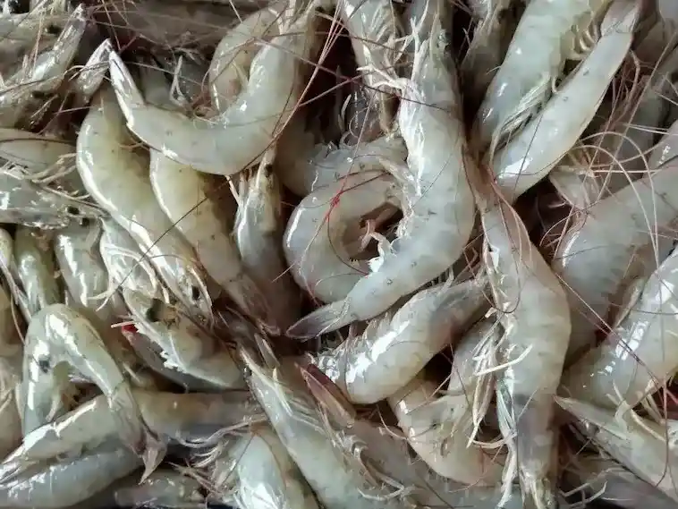 Vannamei Shrimp
